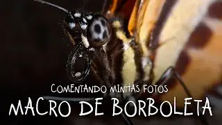 Borboleta no meu primeiro projeto autoral com fotografia de natureza - COMENTANDO MINHAS FOTOS