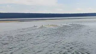 Утята