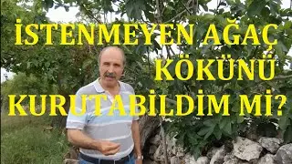 İstenmeyen Ağaç Kökünü Kurutabildim mi