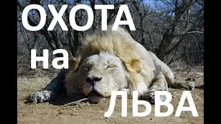 Охота на льва (Orsis 300WSM, IWT). Lion hunting