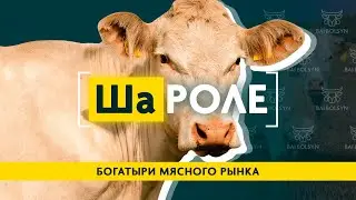 Charolais: Low Fat, High Meat. Genetics, Maintenance, Advantages, and Disadvantages of the Breed