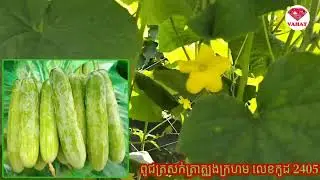 ត្រសក់២៤០៥ ត្រាត្បូងក្រហម នៅអាយុ៣៥ថ្ងៃ