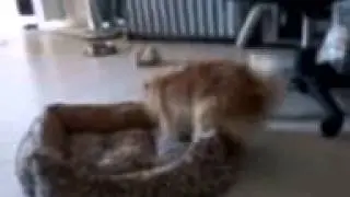 Funny dog amazing speed