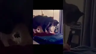 Отбивается чёткодвухкошачья чечётка