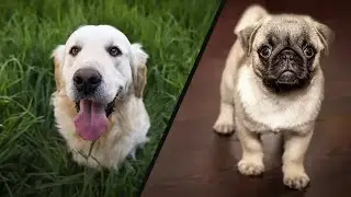 Easy Image Classification with Tensorflow