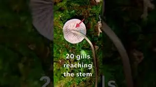 Long Stem Mushroom