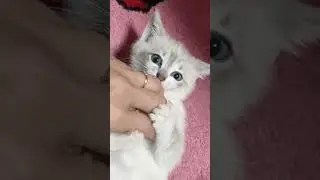 грызун #котики #милота#хочуврек #youtube