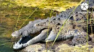10 amazing fun facts on crocodile. ||Information on crocodile|| Top 10 fun facts on crocodile.