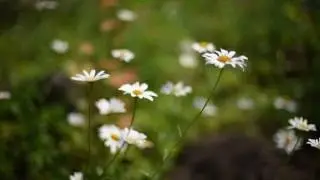 РОМАШКИ Футаж 13