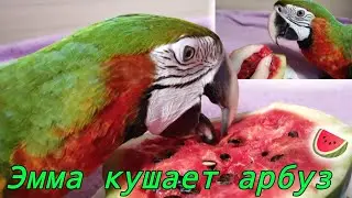 Эмма кушает арбуз 🍉!Попугай Ара ест арбуз!