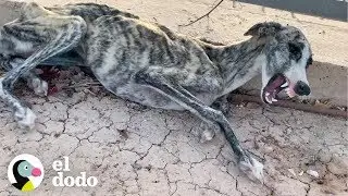 Perrita no puede dejar de llorar — hasta que conoce a esta mujer | El Dodo