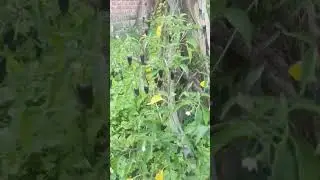 mirch 🌶 #adventure #nature #beauty #beautyofnature #newvideo #show #trending #viral