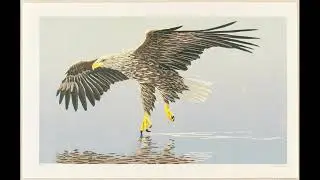 Bird Prints by Erik van Ommen - artelino
