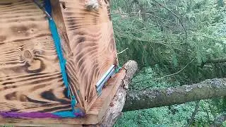 Рой залетел в ловушку . Пчелы . Пермский край.