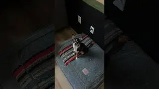 I moved the dog beds to vacuum and look what they did #shorts #chihuahua #cutedog