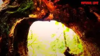 Natural forest video full hd 4k