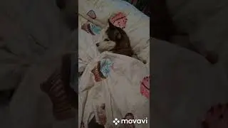 Собака-гуляка 😜 #shorts