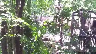 Monster Traktor going through the woods (Norcar 500)