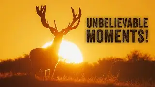My TOP 3 MOMENTS with the RED DEER | Wildlife Filmmaking