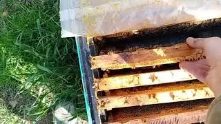 Работы на пасеке в марте #пасекавесной #сокращениегнезд #развитиепчел