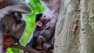 Mother monkey takes her child to sit on a branch