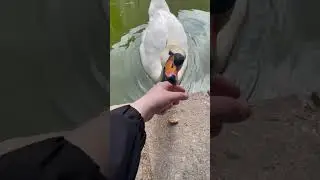 лебедь. kuğu.