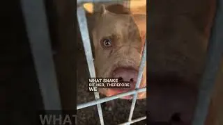 Snake 🐍 Bit 2 Of My Dogs 1 Made It 1 Did Not  
