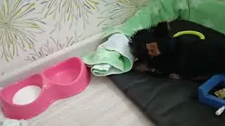 Yorkie 2 months old. First days at home.