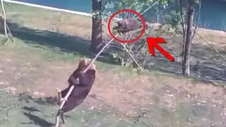 Naughty bear cub climbed a tree. What his mother did amazed everyone!
