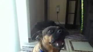 Dog burping :)