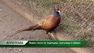 Агротема: Ловен сезон за пъдпъдък, гургулица и гривяк