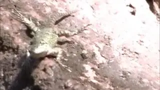 Lagartija