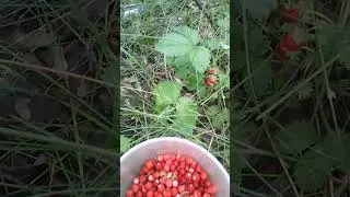 Земляника 