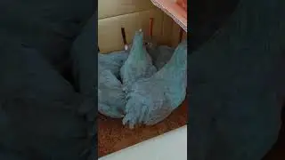 free range chicken