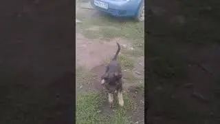 немецкая овчарка 2 месяца