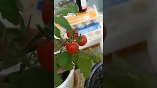 Черри Красная Жемчужина продолжают спеть прямо на ветке!