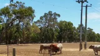 Young bulls banging heads