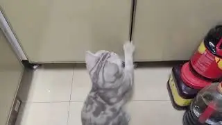 宠物猫咪在家淘气捣蛋卖萌的一天|宠物猫米粉儿趁奶奶不在家厨房扒门偷猫粮，猫爪功力相当厉害