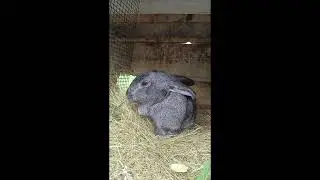 Они очень милые🐰💞Музыка: Wherever You May BeМузыкант: Ahmed SirourURL: https://ahmedsirour.com
