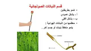 النباتات الوعائية اللابذرية 2-1