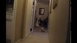 Marcus The Pug Connects The Dots