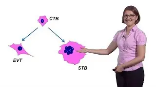 Mana Parast (UCSD) 2: Modeling Placental Development