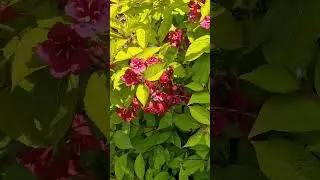 Weigela