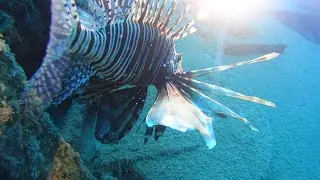 Diving Turkey Scuba Side. Дайвинг в Турции Сиде.