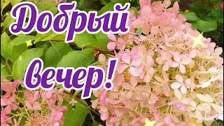 Добрый вечер! Пусть чудесным будет! Музыкальная видео Открытка добрый вечер