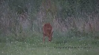 Reeën in het wild 16 juli 2021