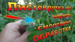 Листокрутка на чёрной смородине Обработка