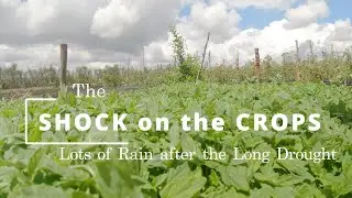 The Effect of the Rain After the Long Drought | Farming Challenges & New Growth #Farming #Tomatoes