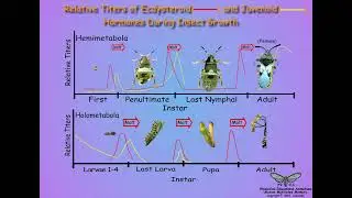 05.5-Metamorphosis_Regulation