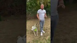 How To help Reactive Dogs That Behave Like This 